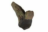 Partially Rooted Triceratops Tooth - Montana #94015-1
